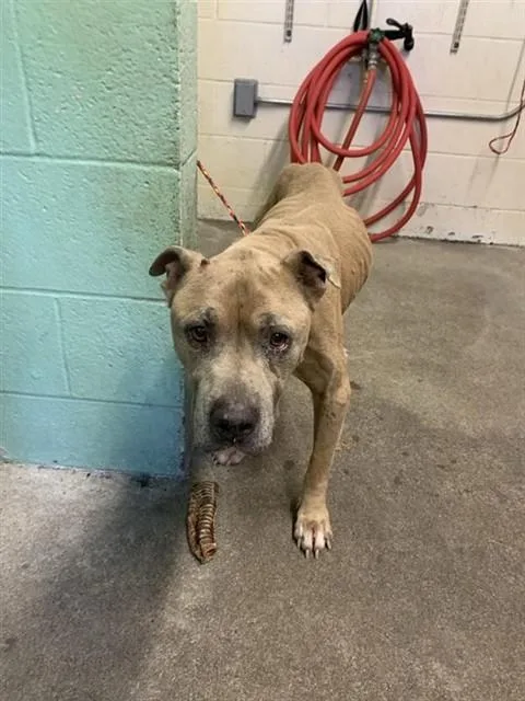 An adult medium-sized male Pit Bull Terrier dog named Sam for adoption in Sacramento, CA