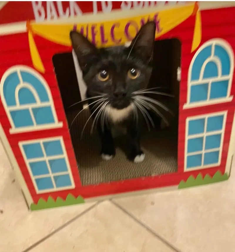 A young medium-sized female Black & White / Tuxedo Domestic Short Hair cat named Tawny for adoption in Palm City, FL