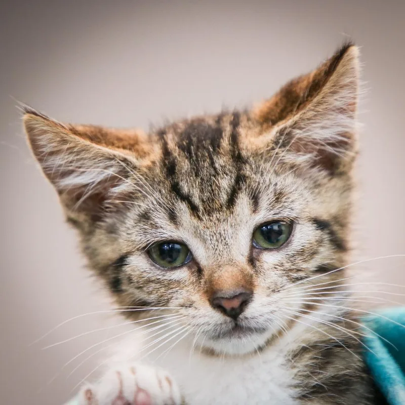 A baby small-sized female Gray / Blue / Silver Domestic Short Hair cat named Juicy Fruit for adoption in Hattiesburg, MS