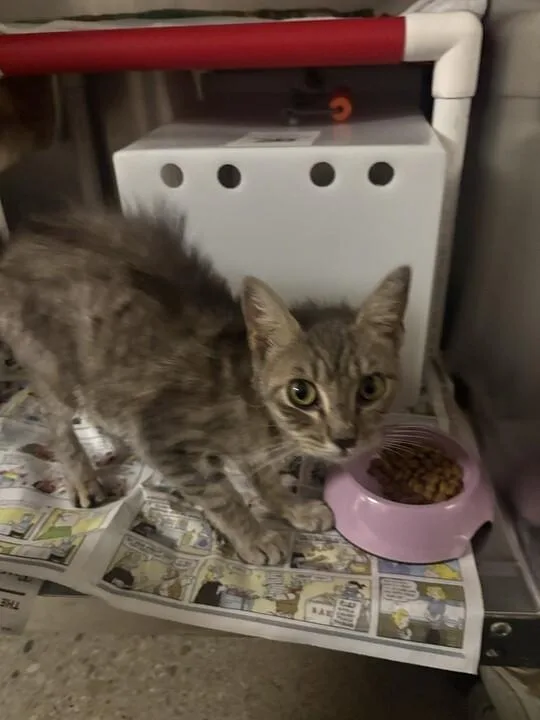An adult small-sized female Gray / Blue / Silver Domestic Short Hair cat named Button for adoption in Cincinnati, OH
