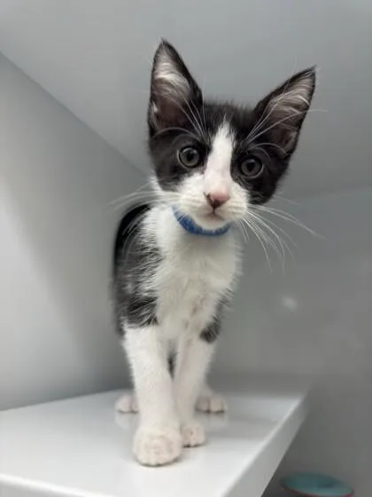 A baby small-sized male Domestic Short Hair cat named Lon Chaney for adoption in Roseville, CA