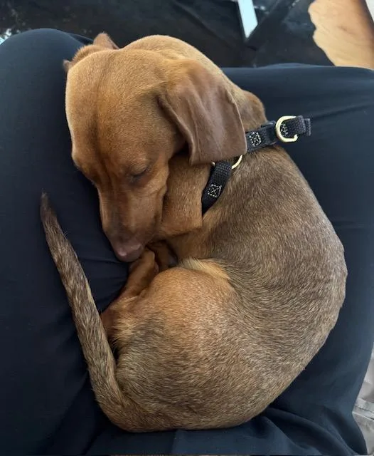 A baby medium-sized male Dachshund dog named Oso for adoption in Los Angeles, CA