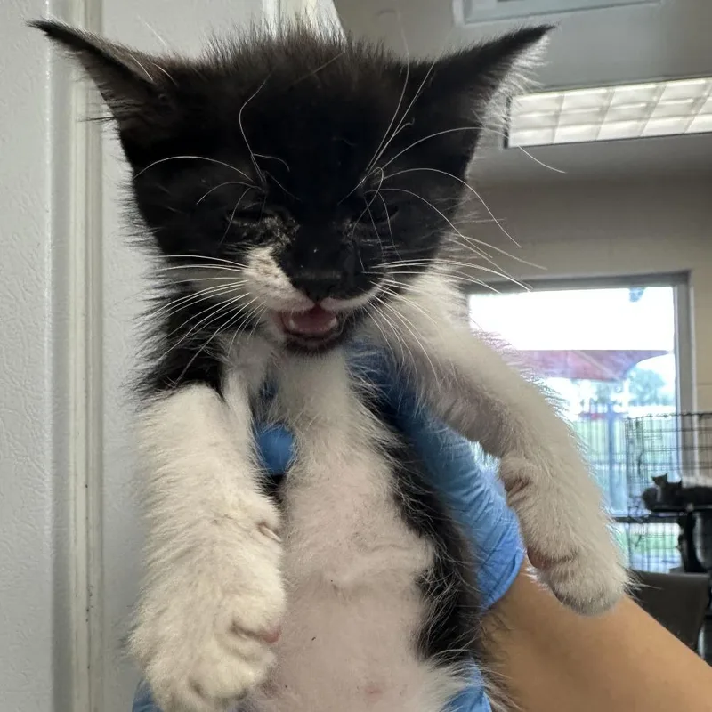 A baby small-sized female Black Domestic Short Hair cat named S'moreo for adoption in San Antonio, TX