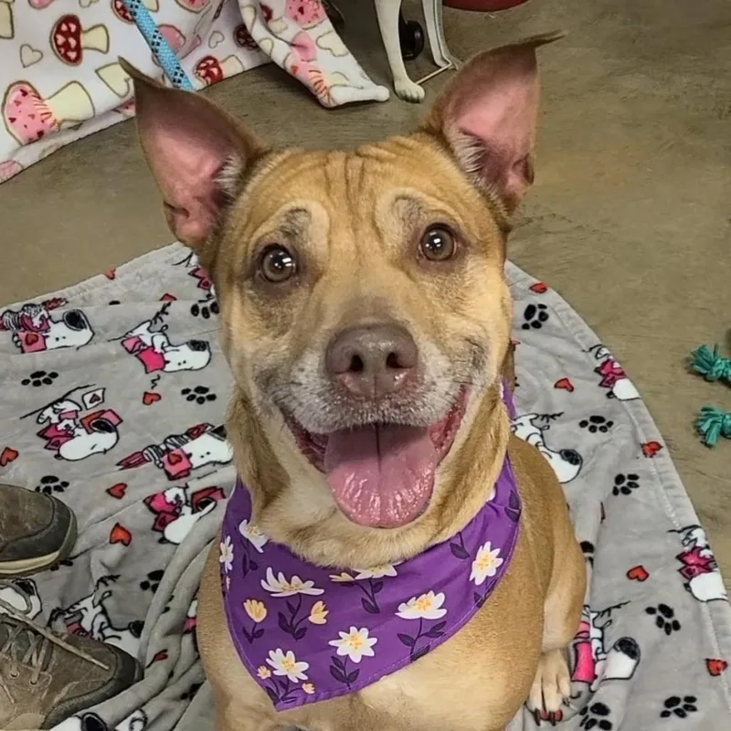 An adult medium-sized female Brown / Chocolate Shepherd dog named Arizona for adoption in Novelty, OH