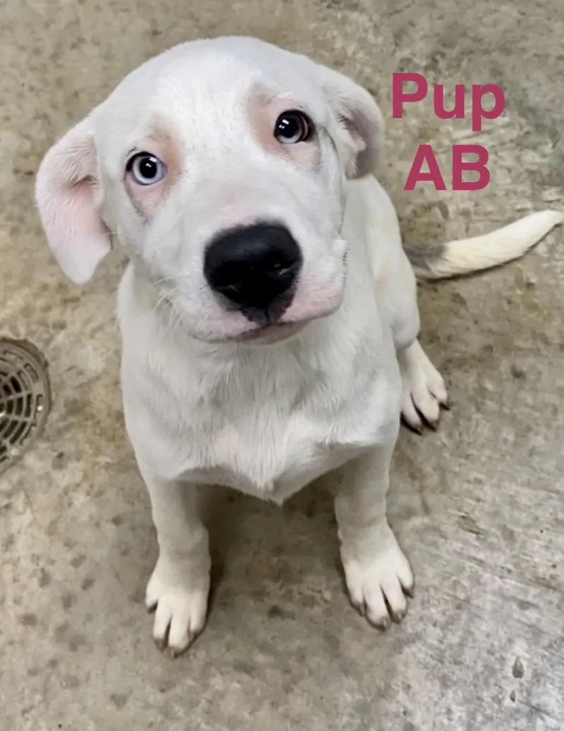 Pup Ab
