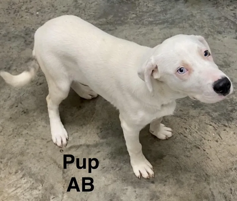 Pup Ab thumbnail 4