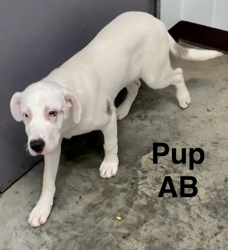 Pup Ab thumbnail 5