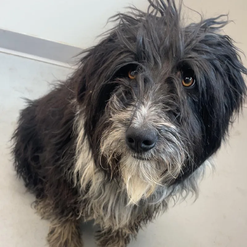 An adult medium-sized male Old English Sheepdog dog named Shaggy for adoption in Torrey, UT