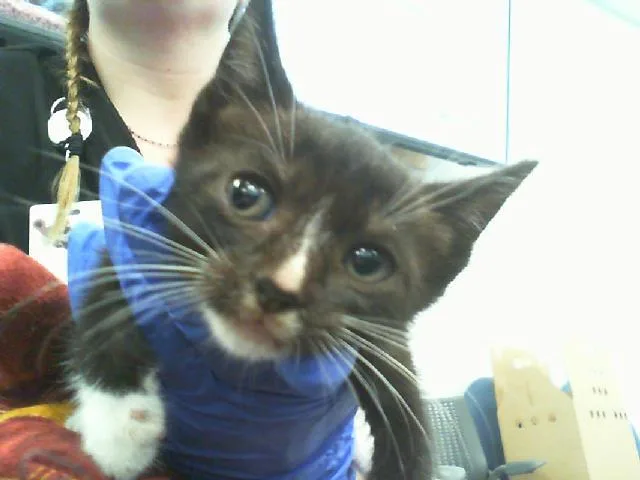 A baby small-sized male Domestic Short Hair cat named Duke for adoption in Charlotte, NC