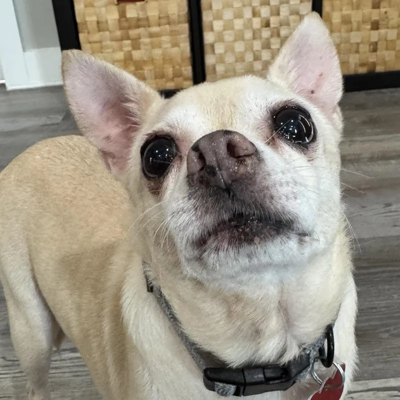 Daisy