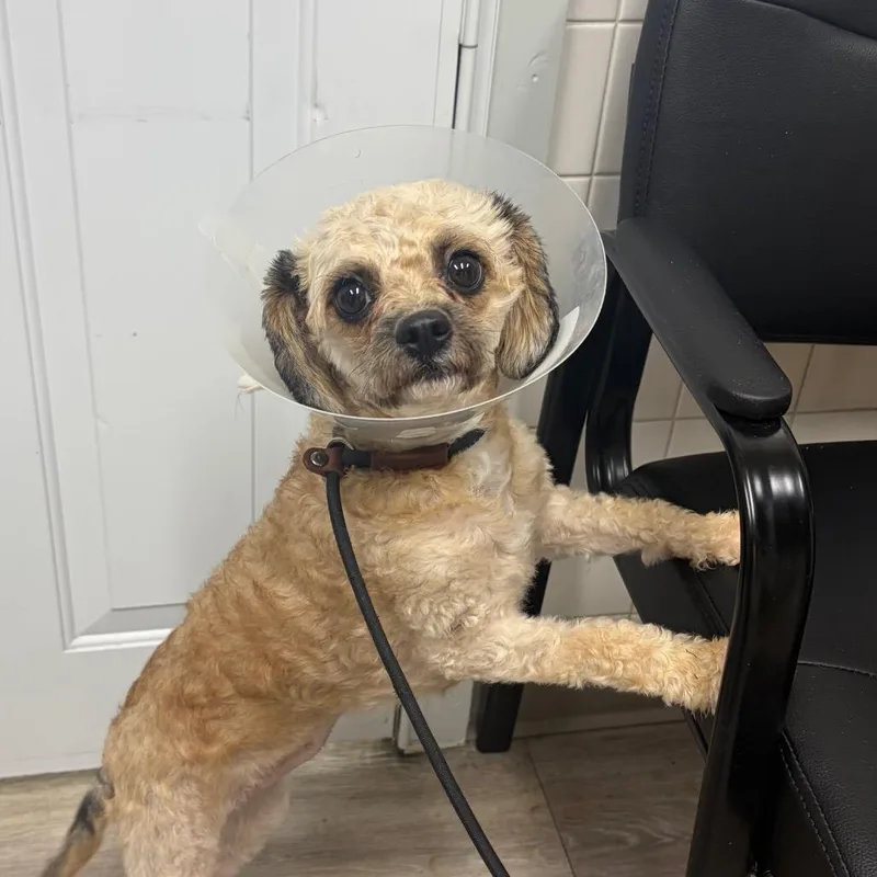 A young small-sized female Mixed Breed dog named Mimi for adoption in Newark, NJ