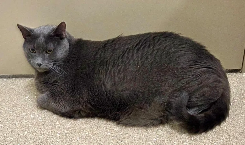 Buddy Sherman thumbnail 3