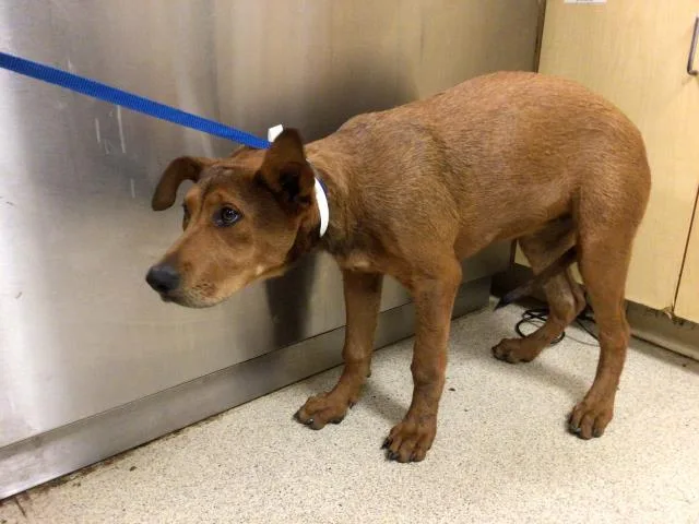 A young small-sized female Redbone Coonhound dog named Ginger for adoption in Riverside, CA