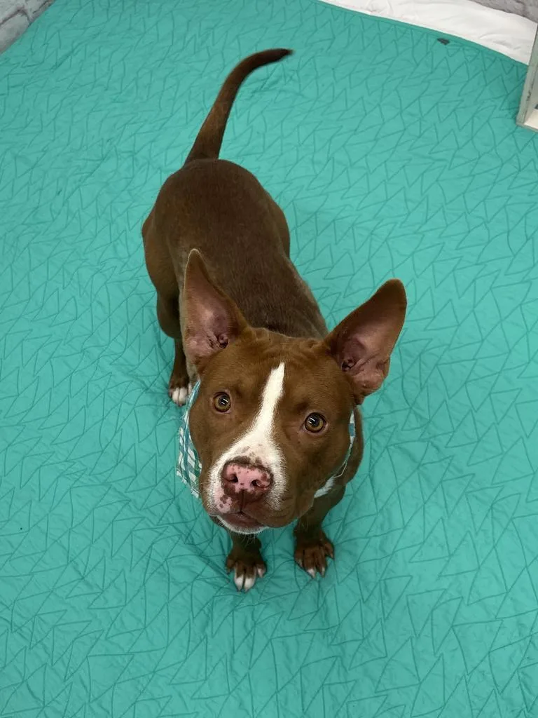 A young medium-sized male Mixed Breed dog named George for adoption in Detroit, MI