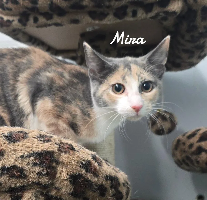 A baby medium-sized female Domestic Short Hair cat named Mira for adoption in Naugatuck, CT