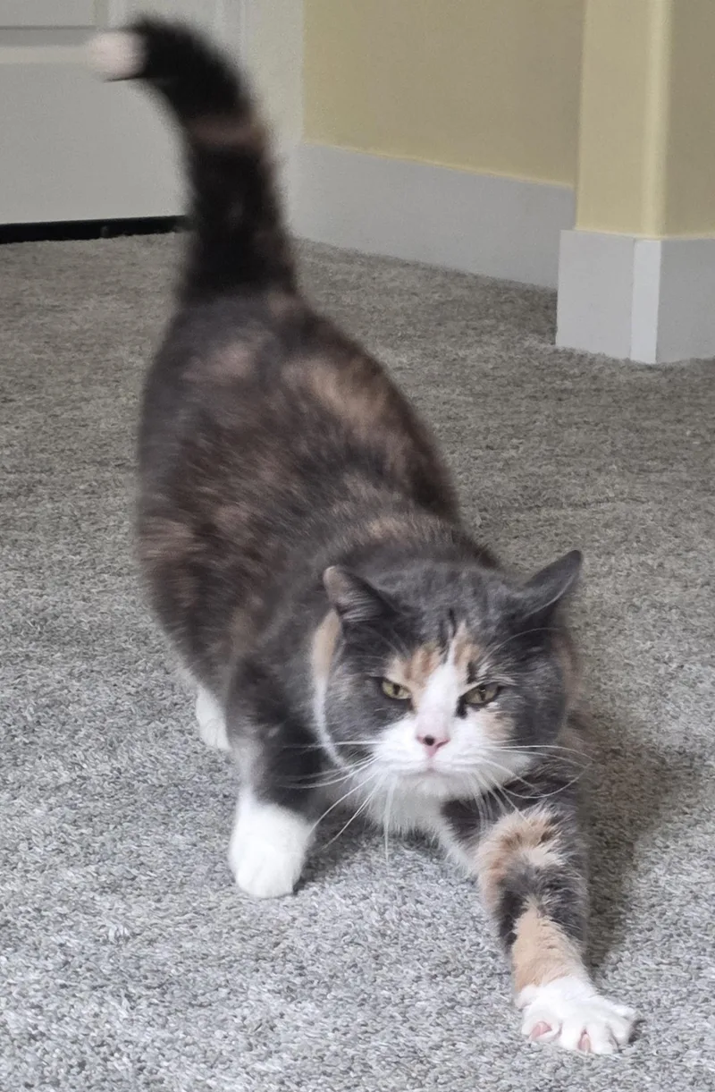 An adult medium-sized female Dilute Calico Domestic Medium Hair cat named Tiffany for adoption in Manitou Springs, CO