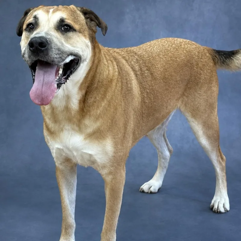 An adult large-sized male German Shepherd Dog named Dom for adoption in Heber Springs, AR