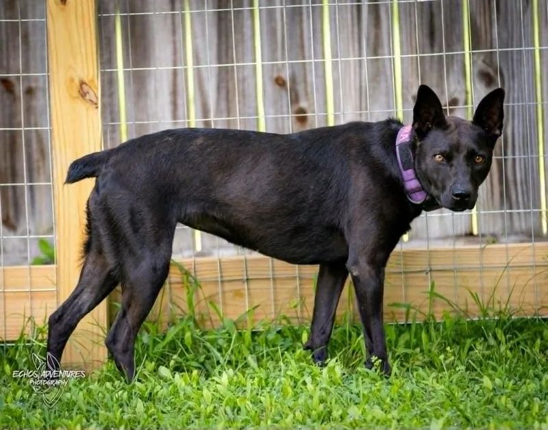 An adult medium-sized female Black Mixed Breed dog named Aurora for adoption in Lexington, SC