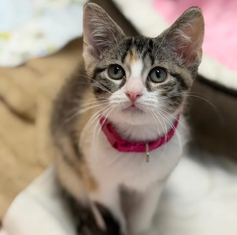 A baby small-sized female Domestic Short Hair cat named Pixie for adoption in Columbia, IL