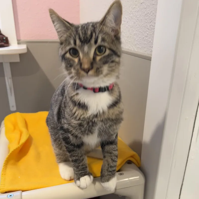 A baby medium-sized male Tabby (Brown / Chocolate) Domestic Short Hair cat named Atlas for adoption in Jamestown, ND