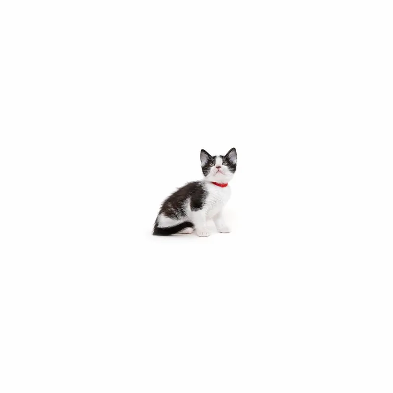 A baby small-sized female Black Domestic Short Hair cat named Mississippi for adoption in Playa Vista, CA