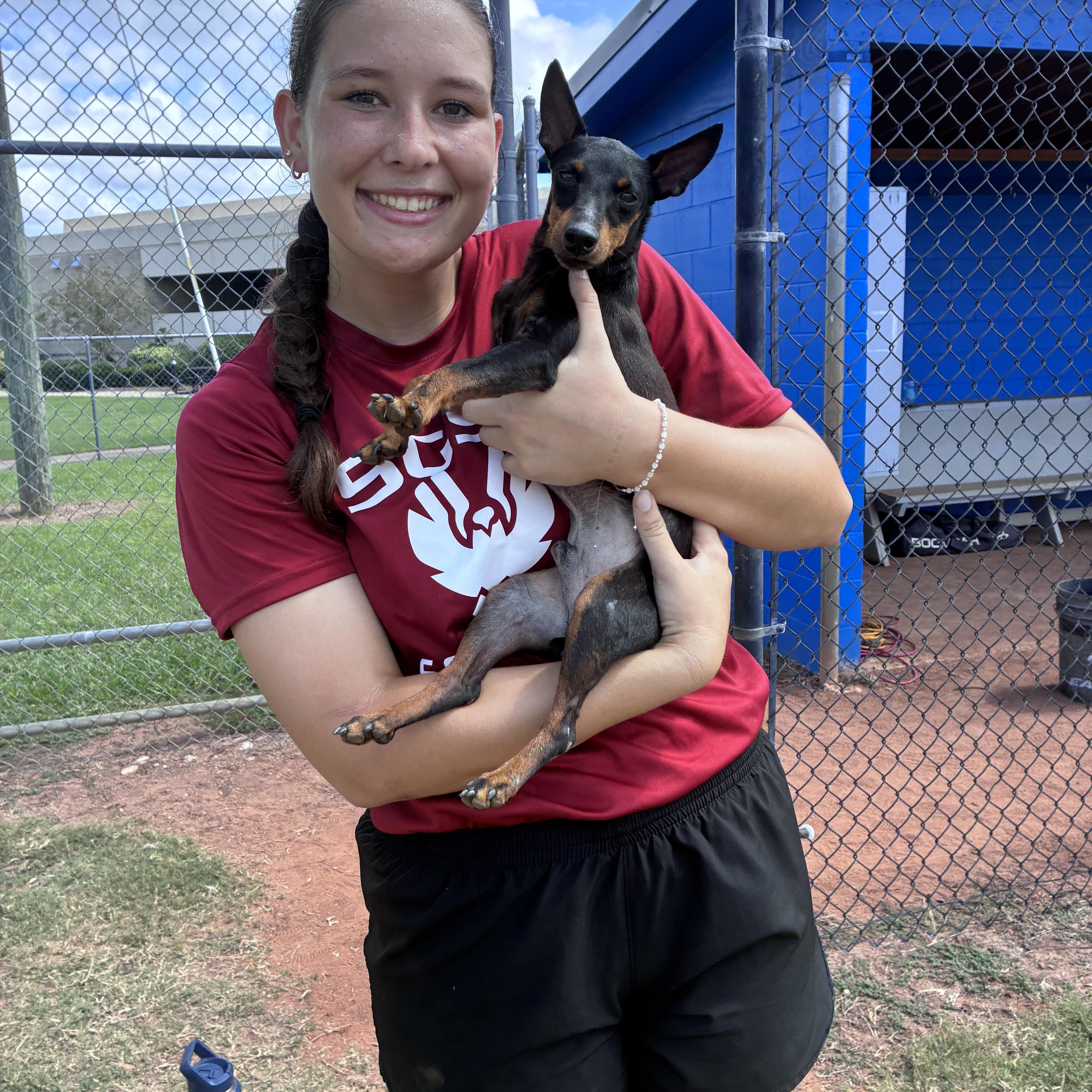 An adult small-sized male Toy Manchester Terrier dog named Peewee for adoption in Douglas, GA