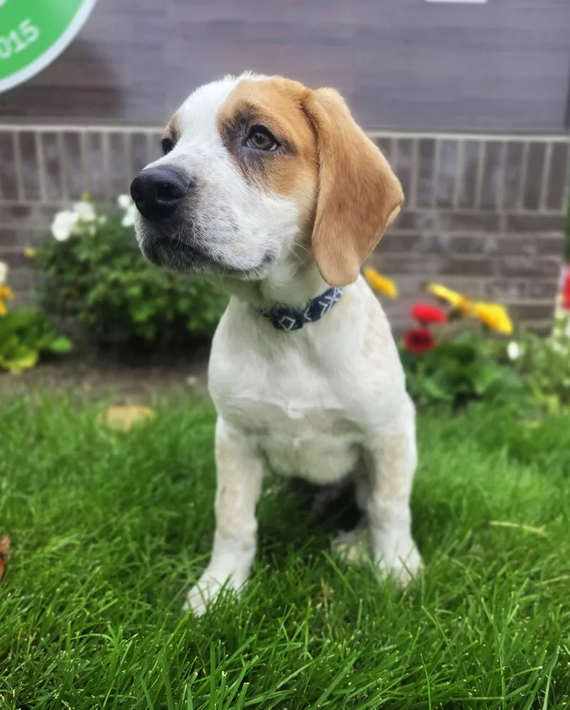 A baby large-sized male Apricot / Beige Hound dog named Warren for adoption in Itasca, IL