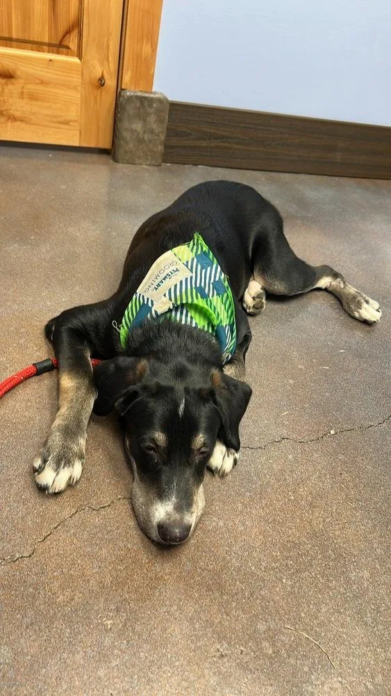 A baby large-sized male Husky dog named Chipper for adoption in Chattanooga, TN