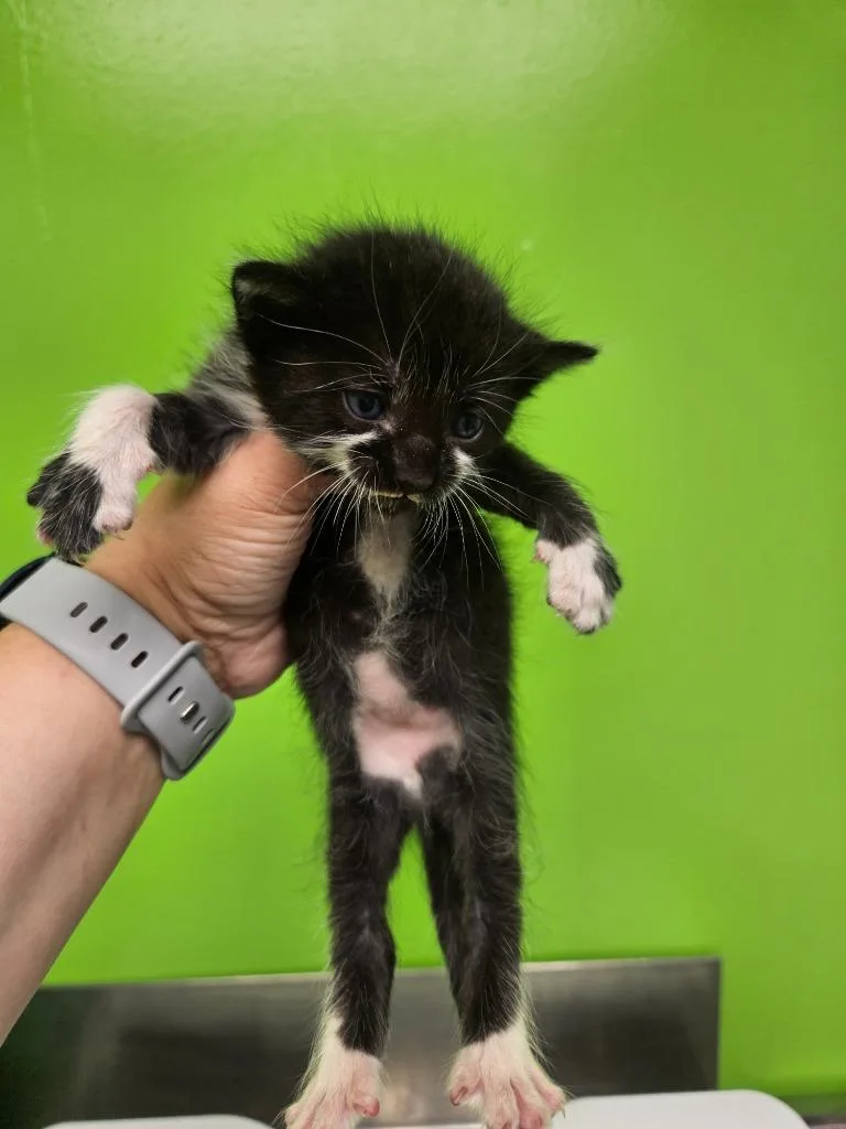 A baby medium-sized female Domestic Short Hair cat named Blossom for adoption in Johnson City, TN
