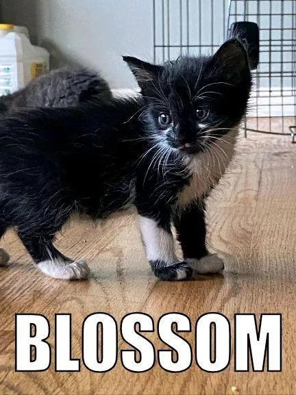 Blossom thumbnail 3