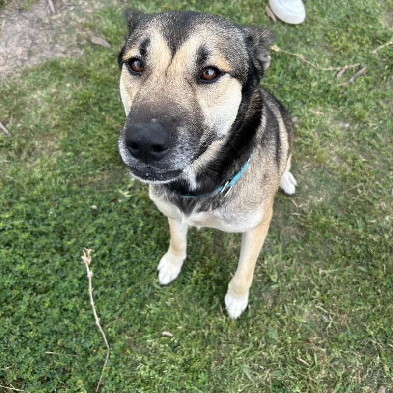 Ms. Dizzy Pickles thumbnail 3