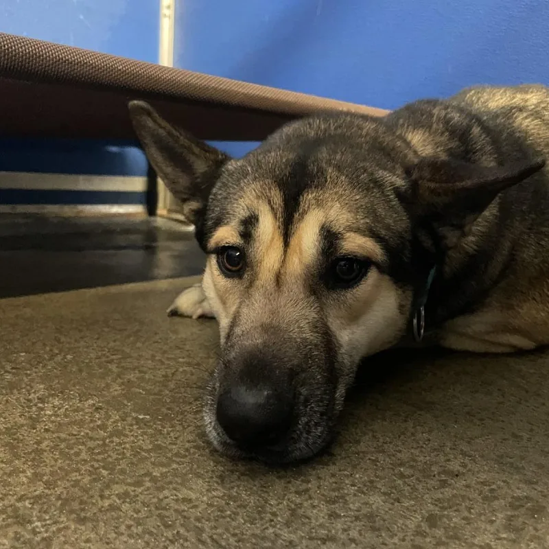 Ms. Dizzy Pickles thumbnail 4