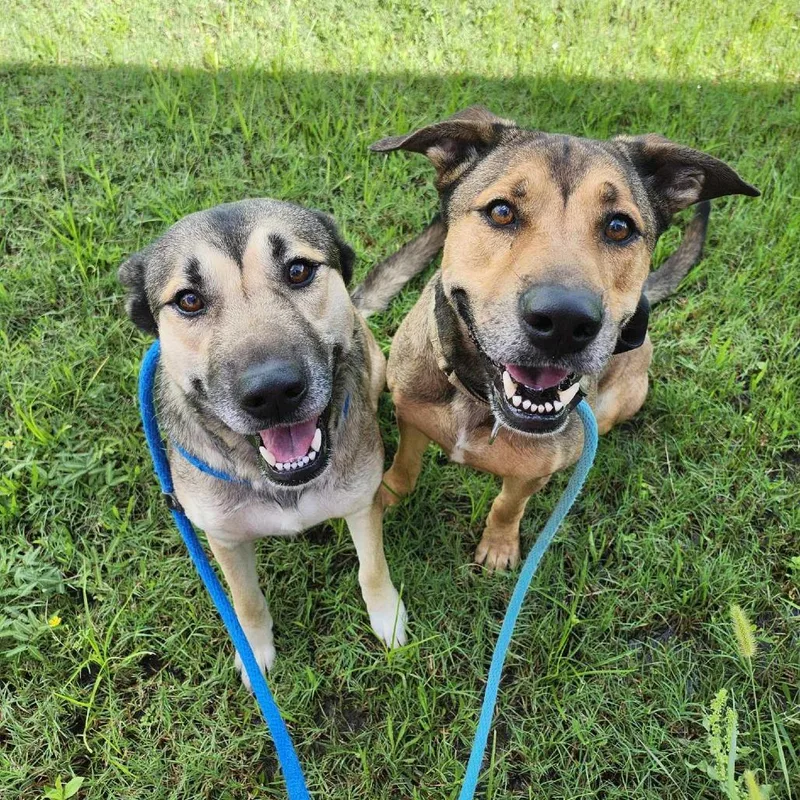 Ms. Dizzy Pickles thumbnail 5