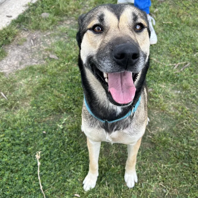 Ms. Dizzy Pickles thumbnail 6