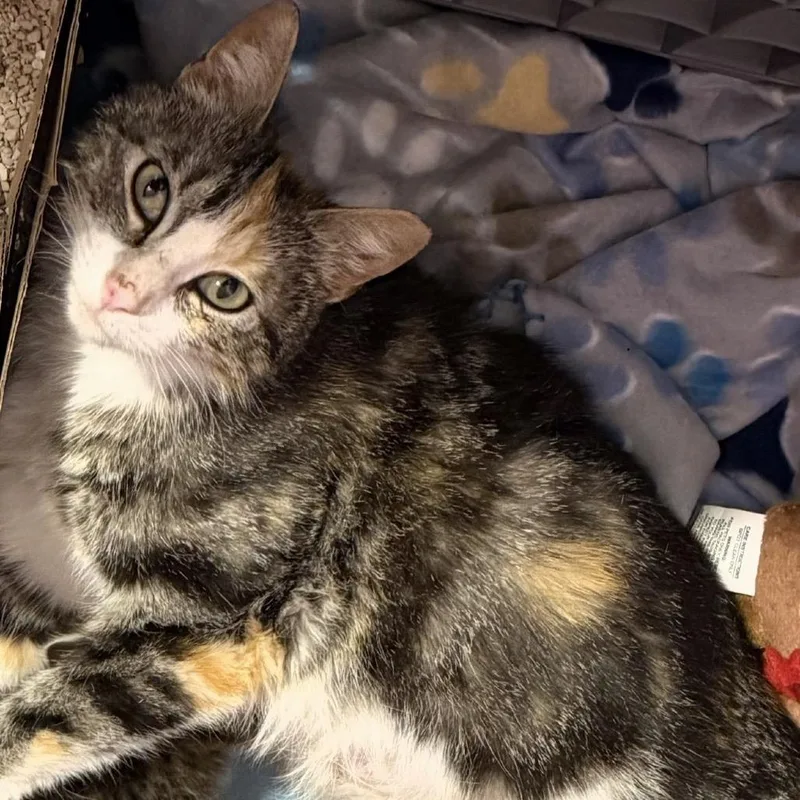 An adult medium-sized female Brown / Chocolate Domestic Short Hair cat named Becky for adoption in Buffalo, MN