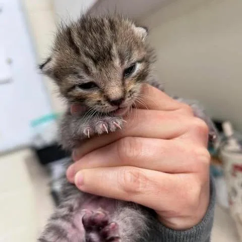 A baby small-sized male Brown / Chocolate Domestic Short Hair cat named Jesse for adoption in Bastrop, TX