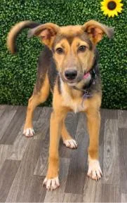 A baby medium-sized male Mixed Breed dog named Travis for adoption in Chesapeake, VA