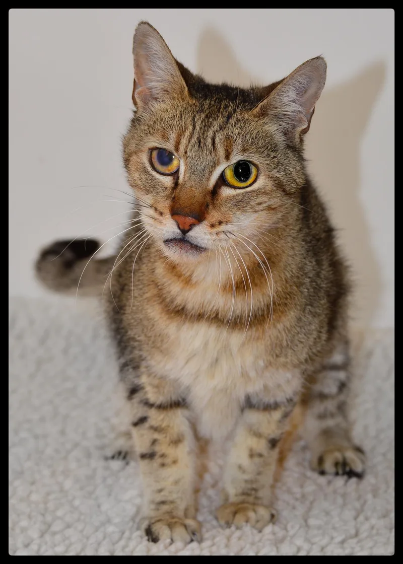 A senior small-sized male Tabby (Brown / Chocolate) Domestic Short Hair cat named Ellis A for adoption in San Andreas, CA