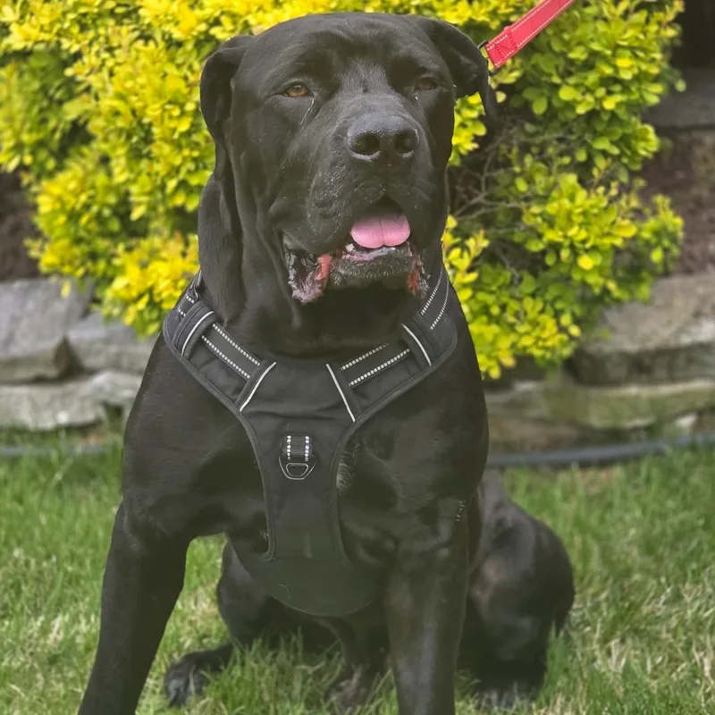 An adult extra large-sized male Black Boerboel dog named Neyru for adoption in Oceanside, NY