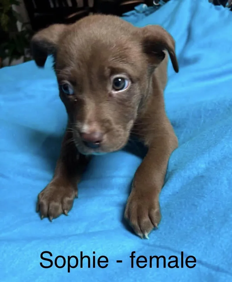 Sophie