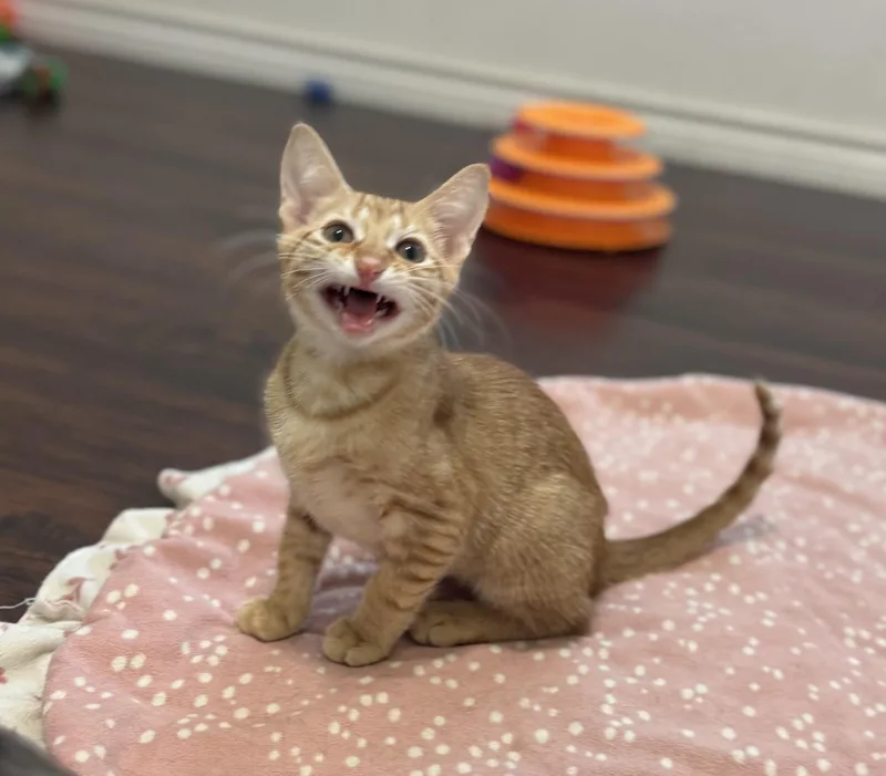 A baby medium-sized male Tabby (Orange / Red) Domestic Short Hair cat named The Scoop for adoption in Fort Worth, TX
