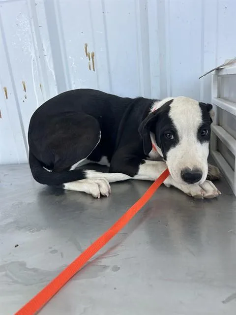A baby small-sized female Pit Bull Terrier dog named Millie for adoption in Bakersfield, CA
