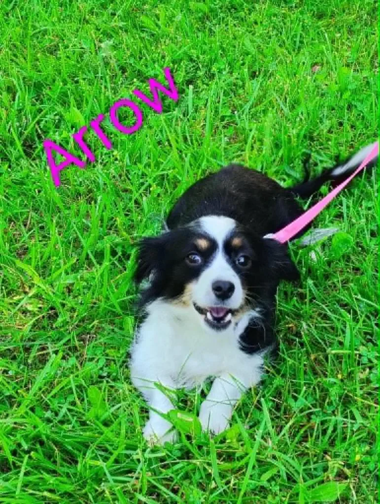 An adult medium-sized female Cavalier King Charles Spaniel dog named Arrow for adoption in Kendallville, IN