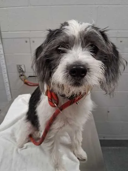 A baby medium-sized male Mixed Breed dog named Snoopy for adoption in Sevierville, TN