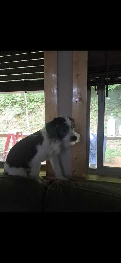 Snoopy thumbnail 2