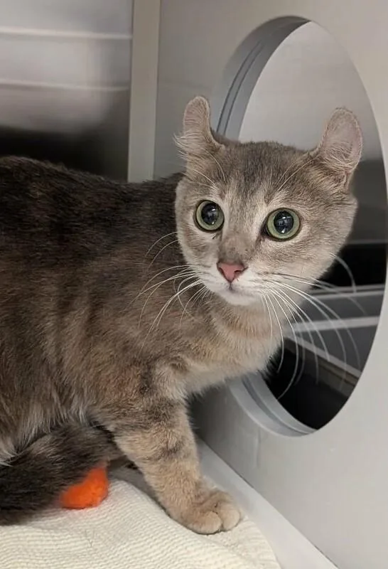 An adult medium-sized female Dilute Tortoiseshell American Curl cat named Paula for adoption in Grand Rapids, MI