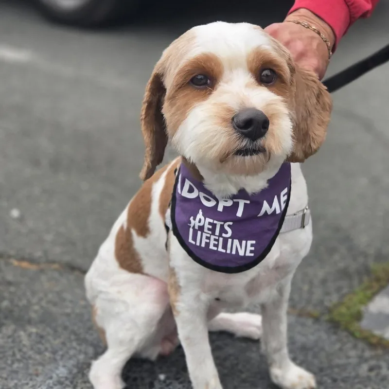 An adult large-sized female White / Cream Cavalier King Charles Spaniel dog named Ginger for adoption in Sonoma, CA