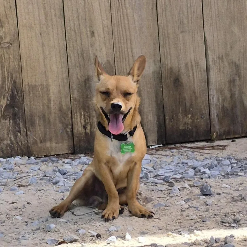 A young small-sized male Chihuahua dog named Zero for adoption in Freeport, FL