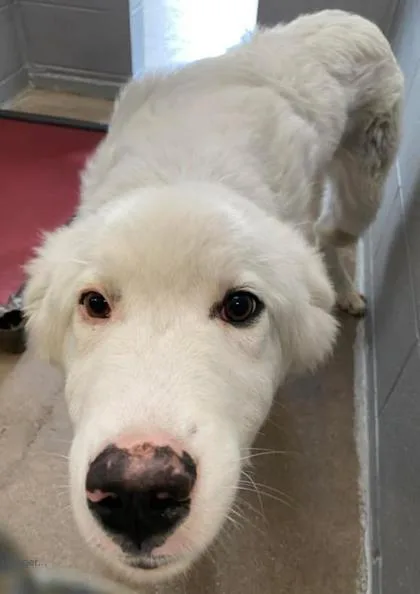 A young large-sized male Great Pyrenees dog named Tailgate for adoption in Lampasas, TX