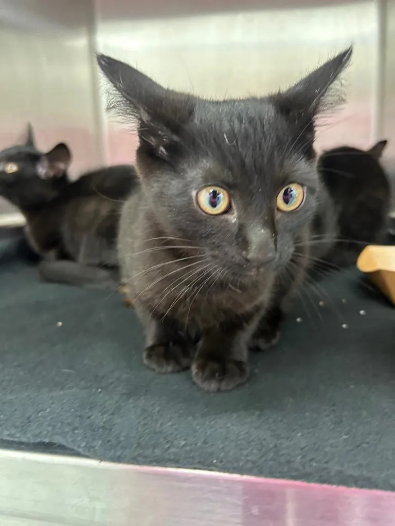 A baby medium-sized female Domestic Short Hair cat named Grumpy for adoption in Hartsville, SC